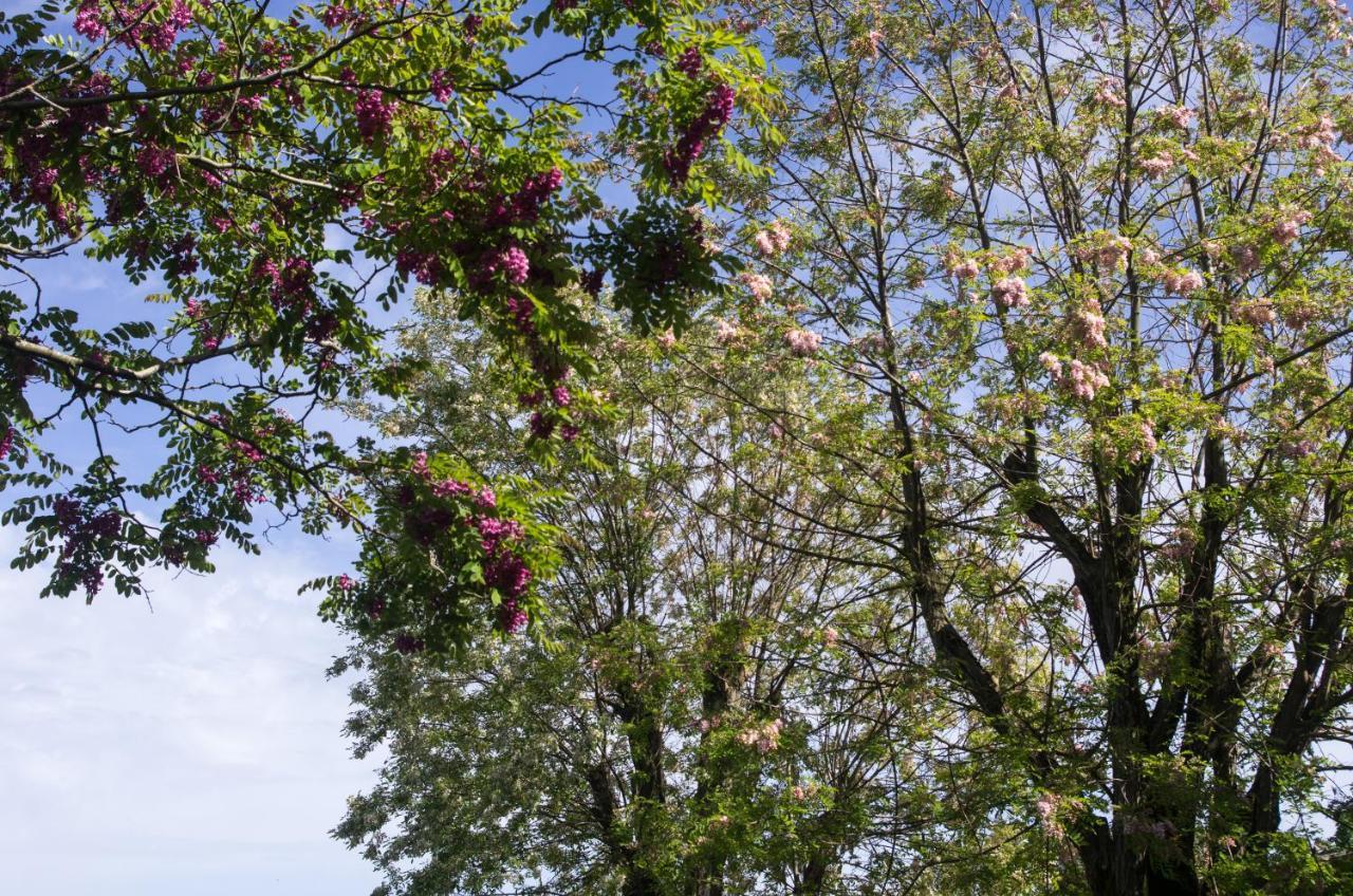 Logis Saint Leonard Bed & Breakfast Dompierre-sur-Mer Bagian luar foto