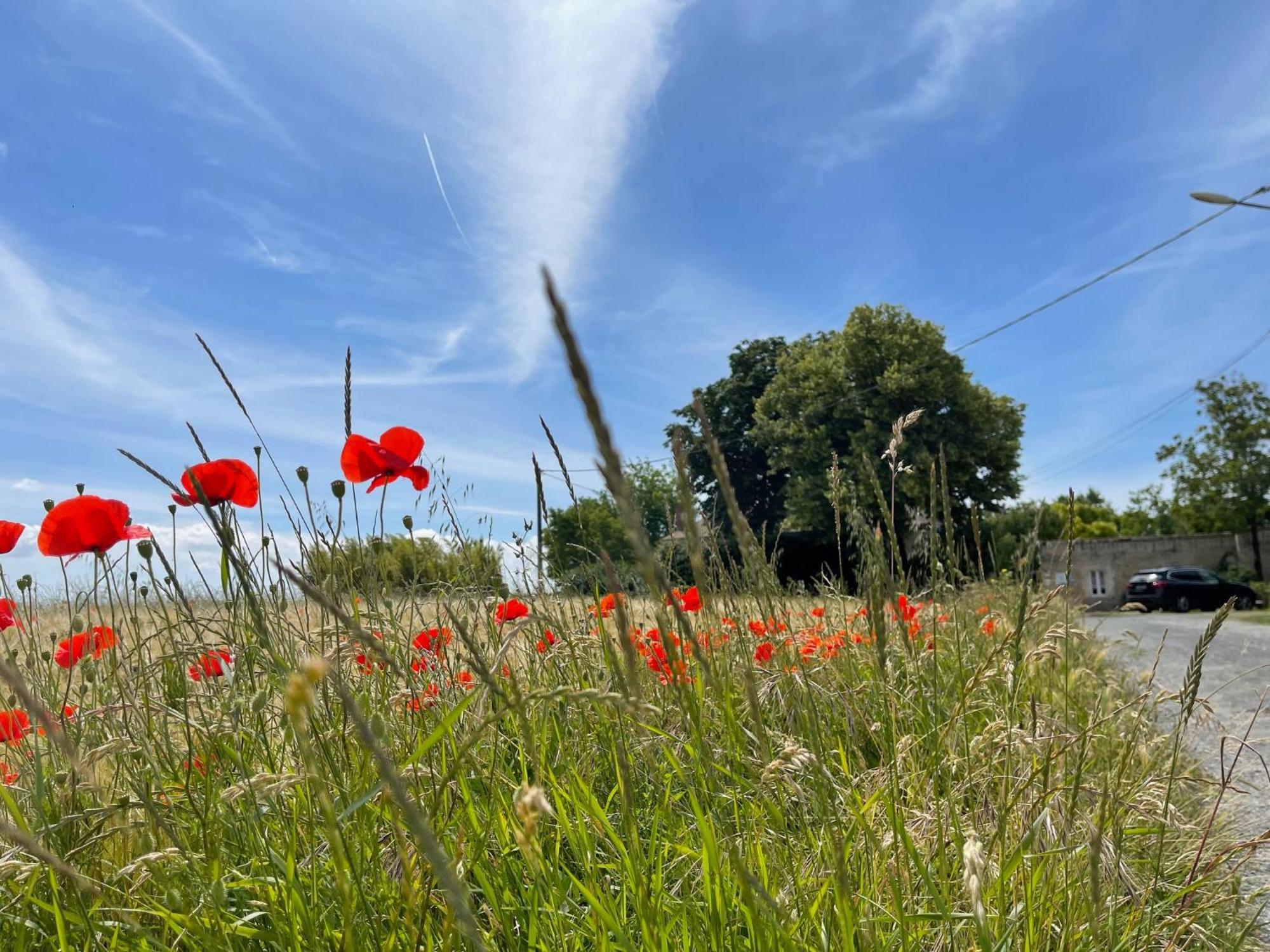 Logis Saint Leonard Bed & Breakfast Dompierre-sur-Mer Bagian luar foto